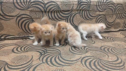 Persian kittens for sale only sirueos buyer contact