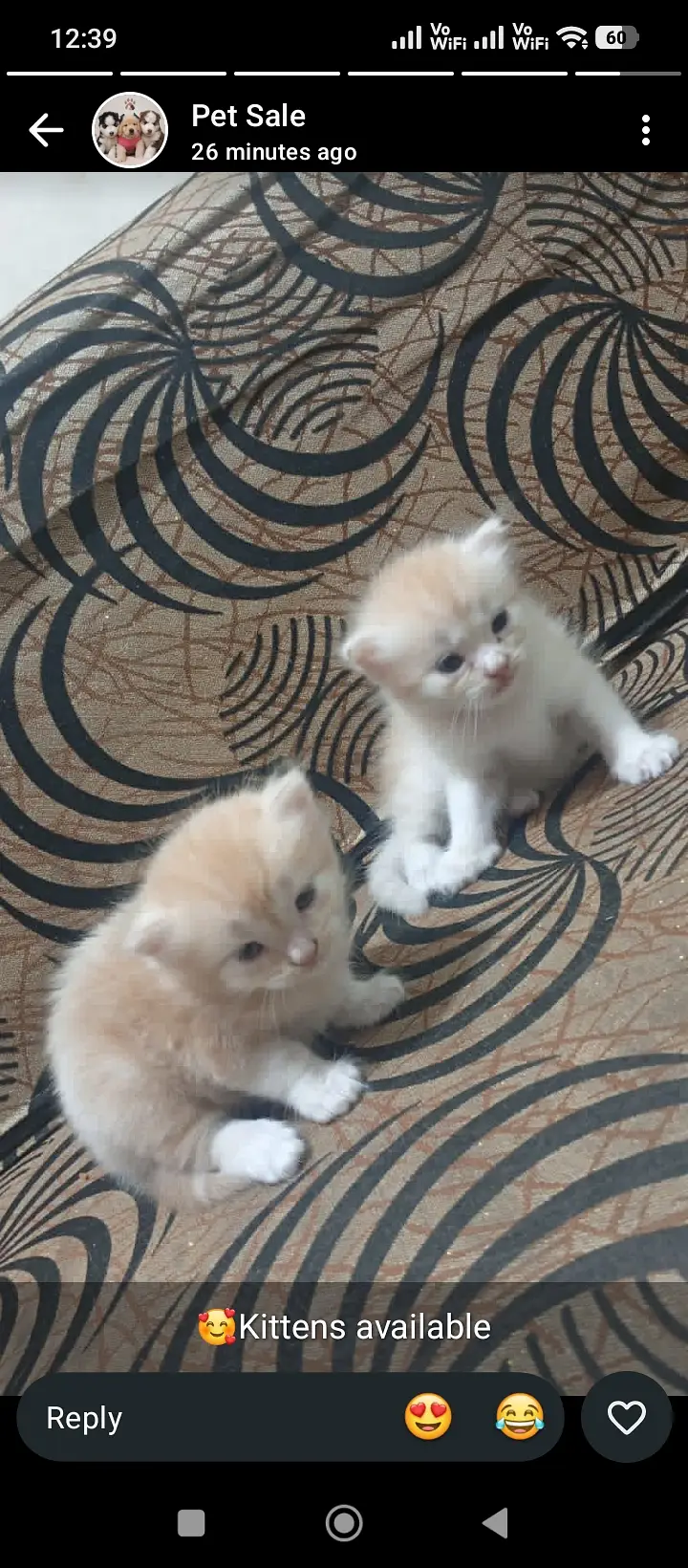 Persian kittens for sale only sirueos buyer contact — photo 2