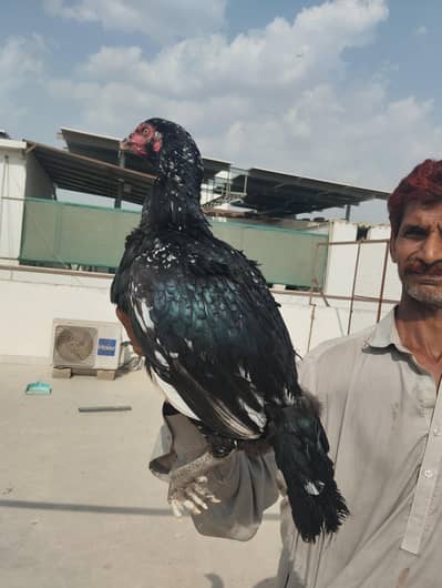 Mushki Cheeni Pathi