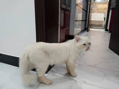 beautiful creamy colour cat 