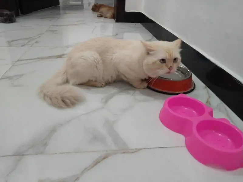 beautiful creamy colour cat  — photo 2