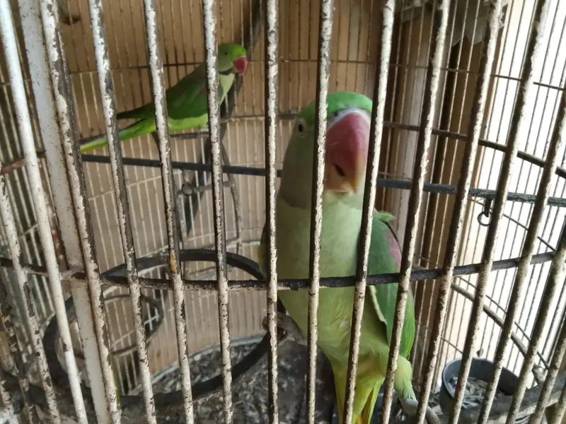 RAW PARROT PAIR READY TO BREED — photo 3