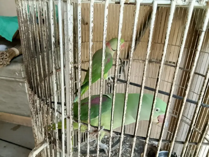 RAW PARROT PAIR READY TO BREED — photo 4