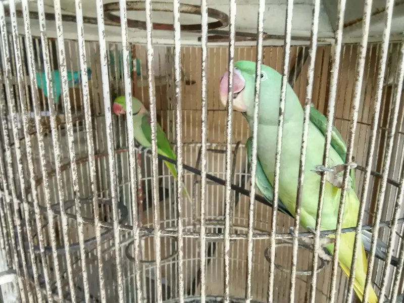 RAW PARROT PAIR READY TO BREED — photo 5