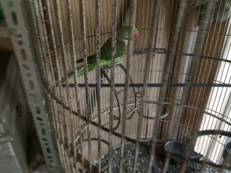 RAW PARROT PAIR READY TO BREED — photo 7