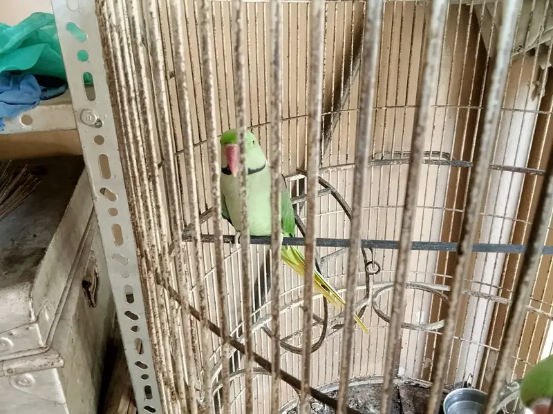 RAW PARROT PAIR READY TO BREED — photo 9