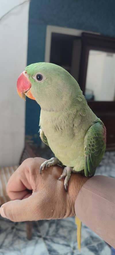 Raw parrot for sell