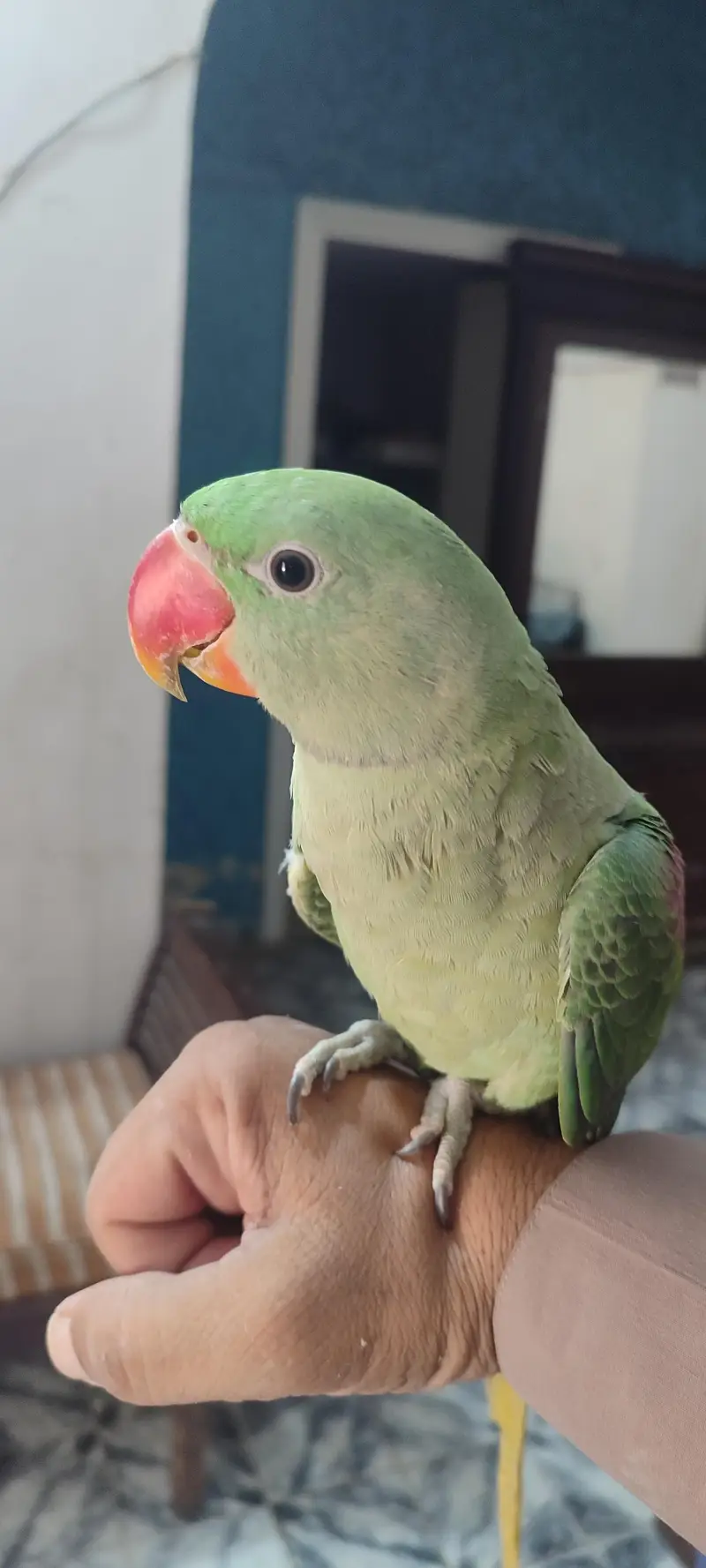 Raw parrot for sell — photo 2