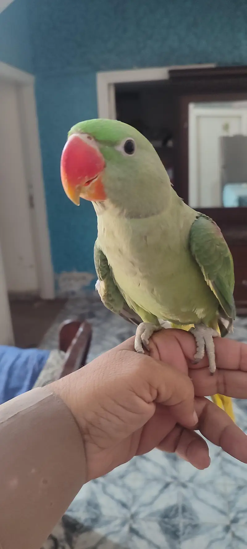 Raw parrot for sell — photo 3