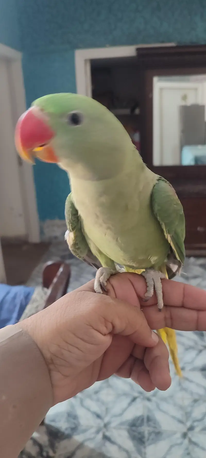 Raw parrot for sell — photo 4
