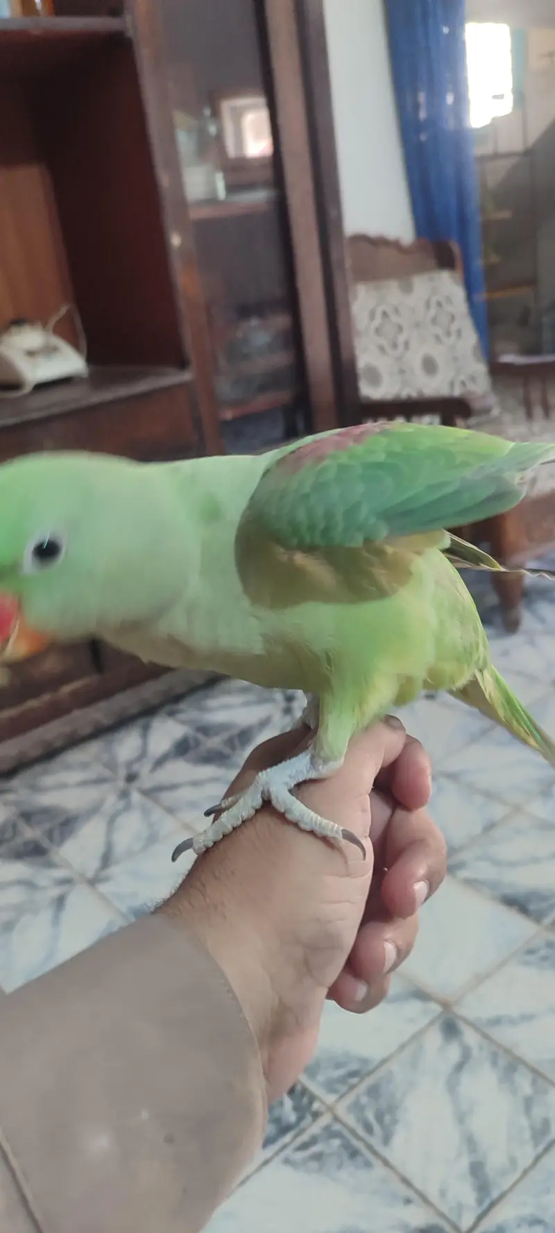 Raw parrot for sell — photo 5