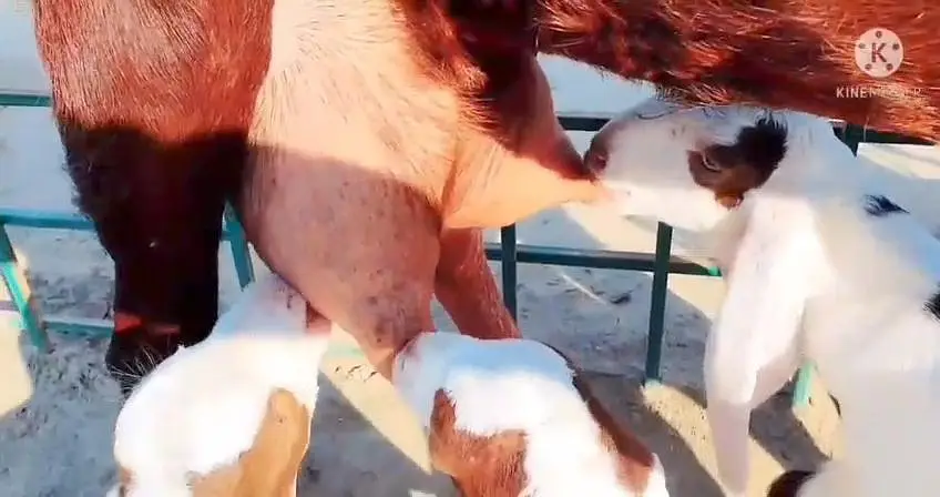 3 bacchon wali bakri for sale call — photo 4
