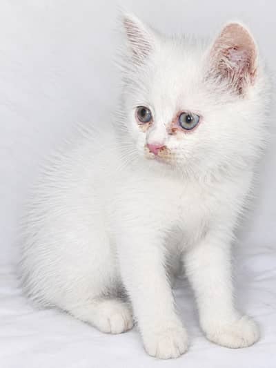 sale this cat