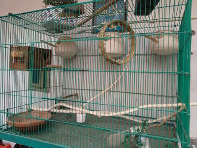 Irene cage 10by 10 condition