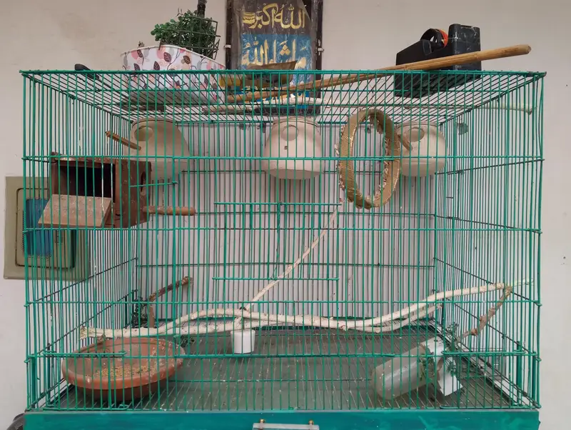 Irene cage 10by 10 condition — photo 2