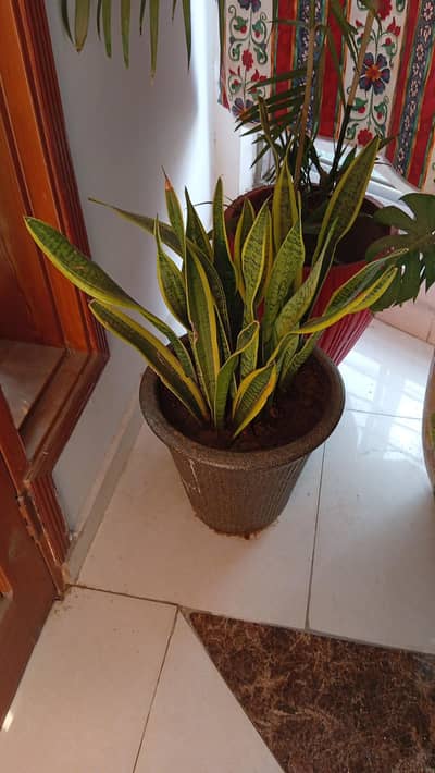 plants indoor & outdoor