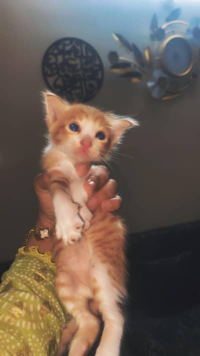 Cat for Sale
