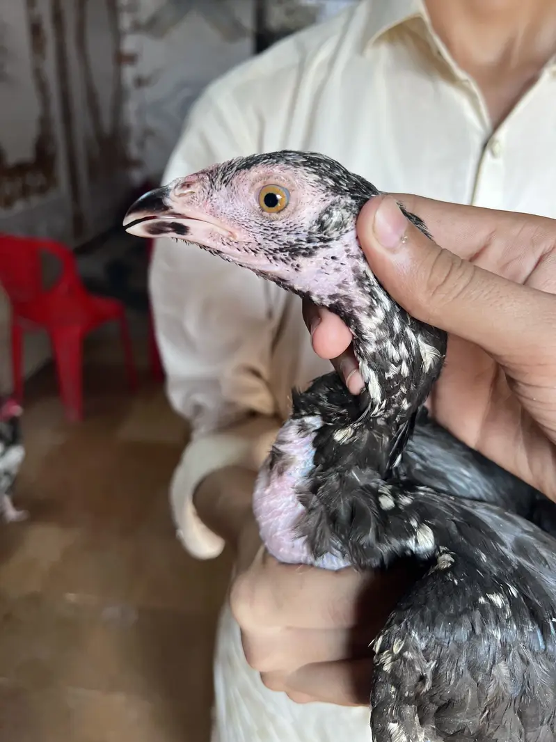 Maiwali Aseel chick — photo 2