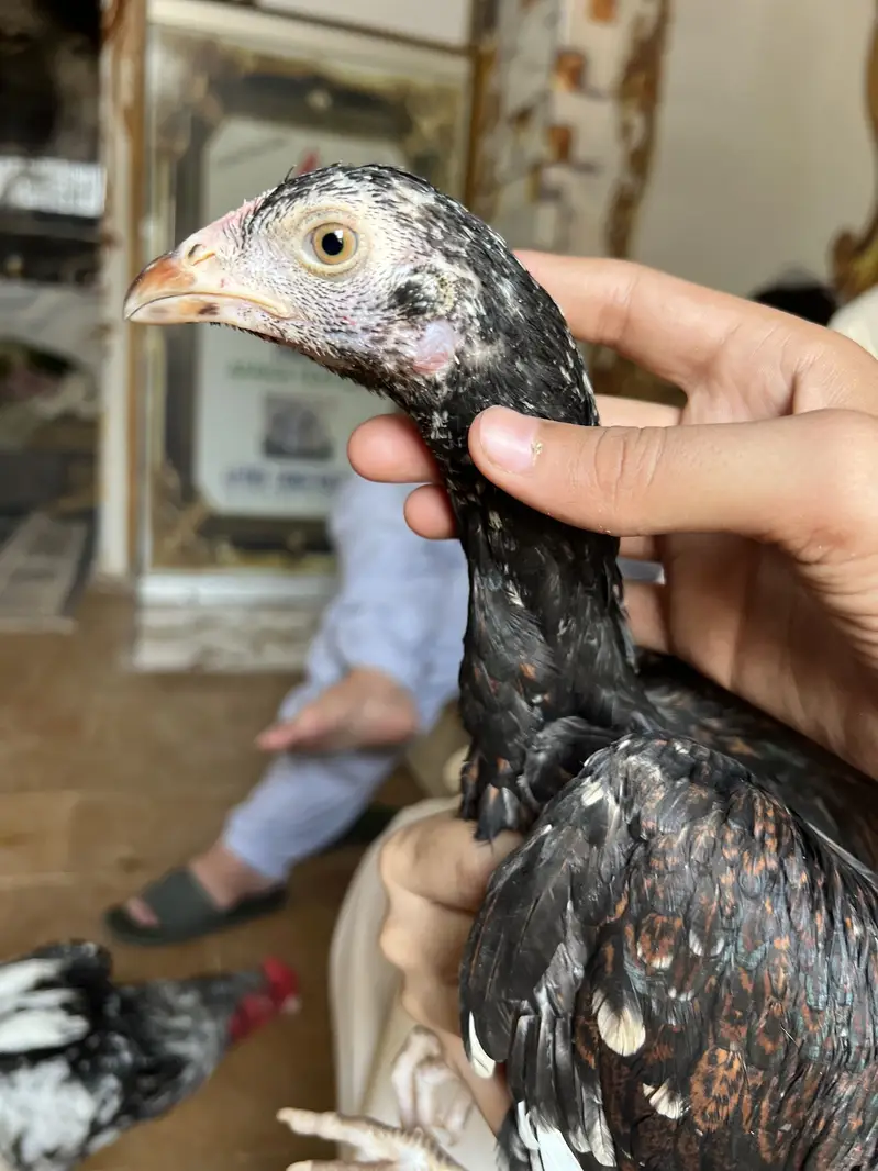 Maiwali Aseel chick — photo 3