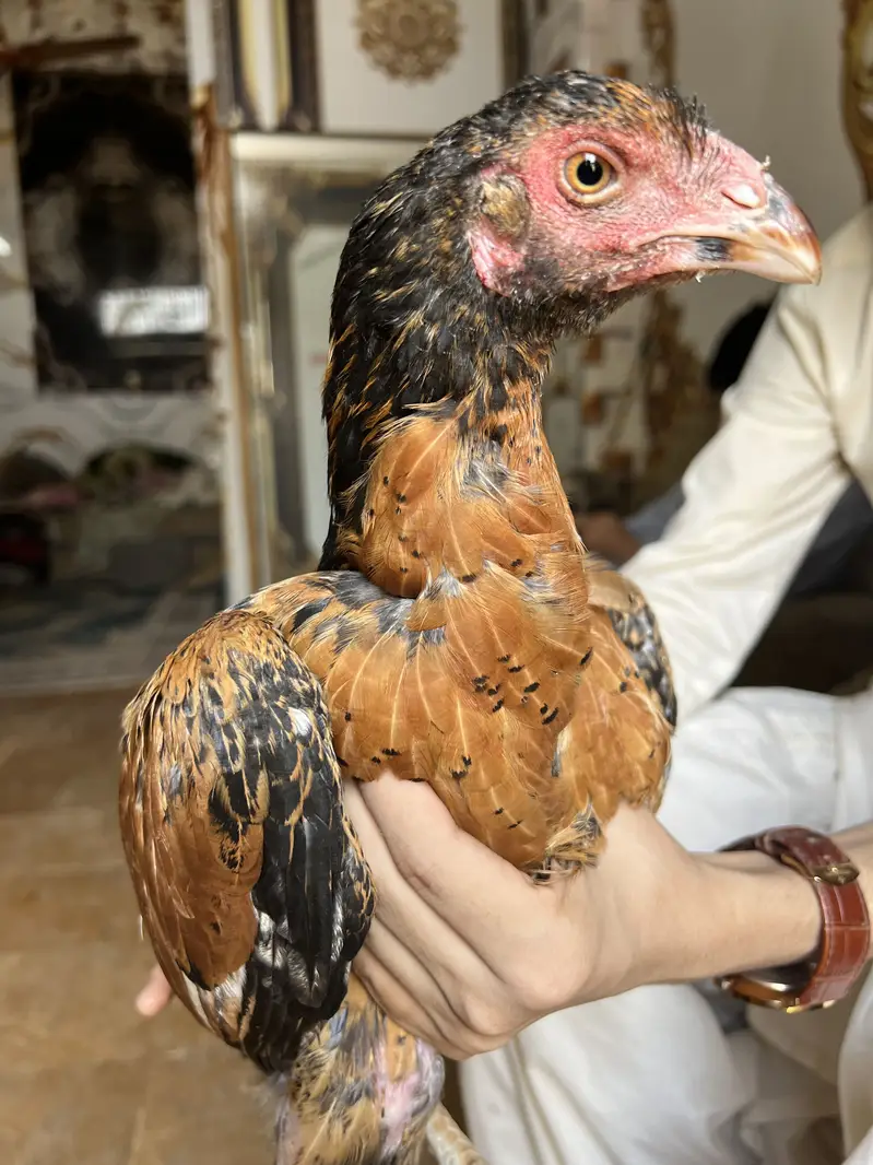 Maiwali Aseel chick — photo 4
