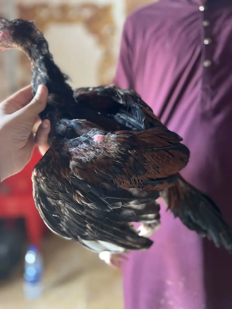 Maiwali Aseel chick — photo 5