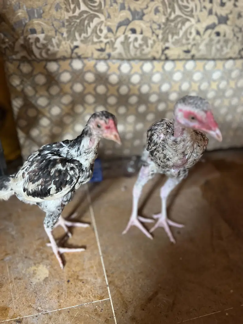 Maiwali Aseel chick — photo 6