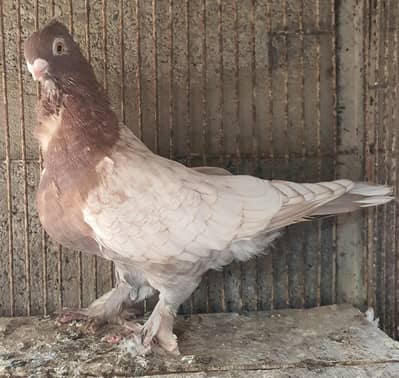 female exchange with male