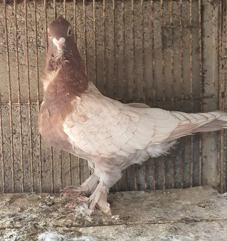 female exchange with male — photo 2