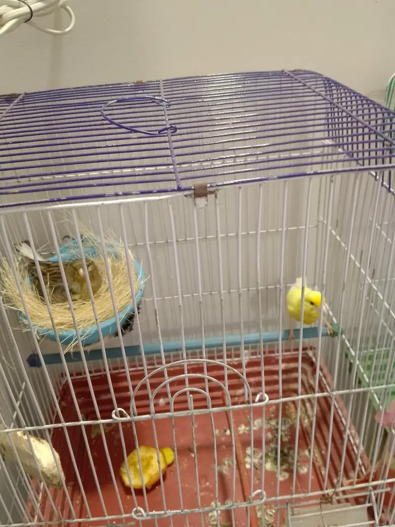 canary bird