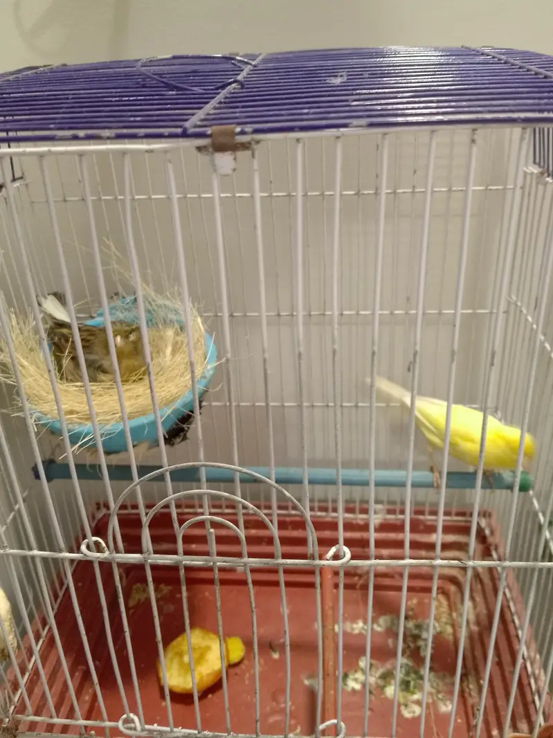 canary bird — photo 2