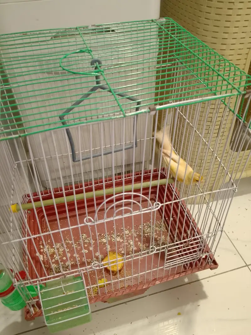 canary bird — photo 3