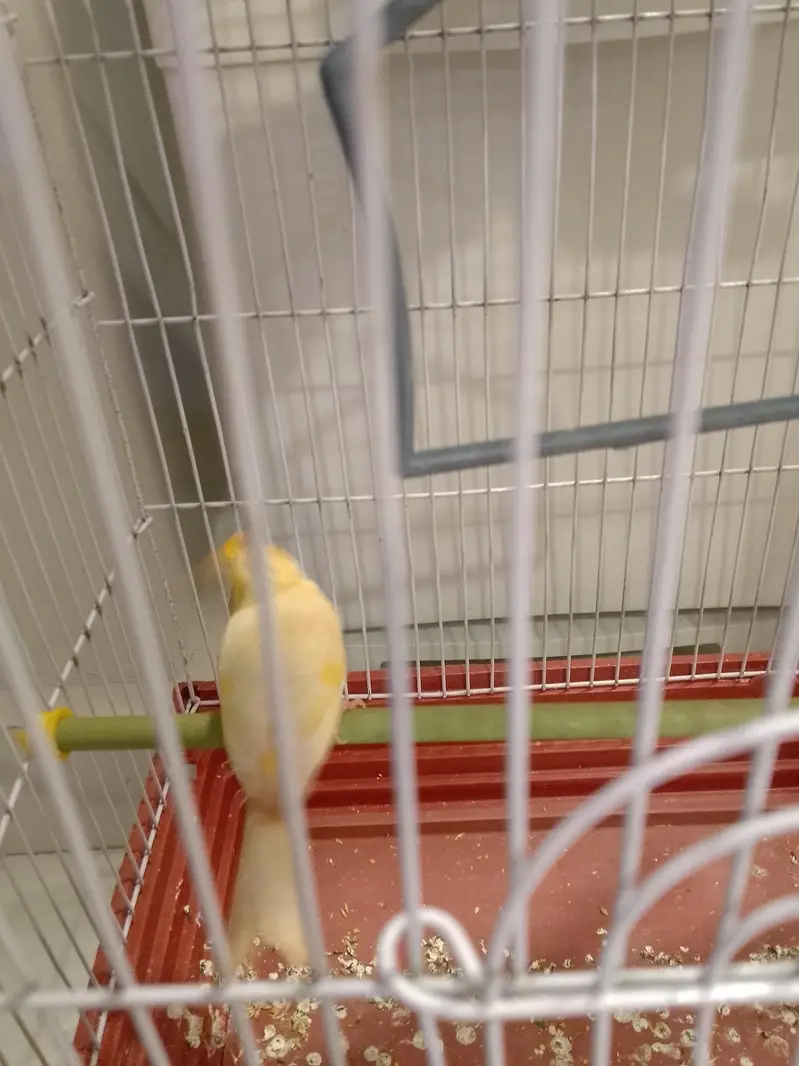 canary bird — photo 4