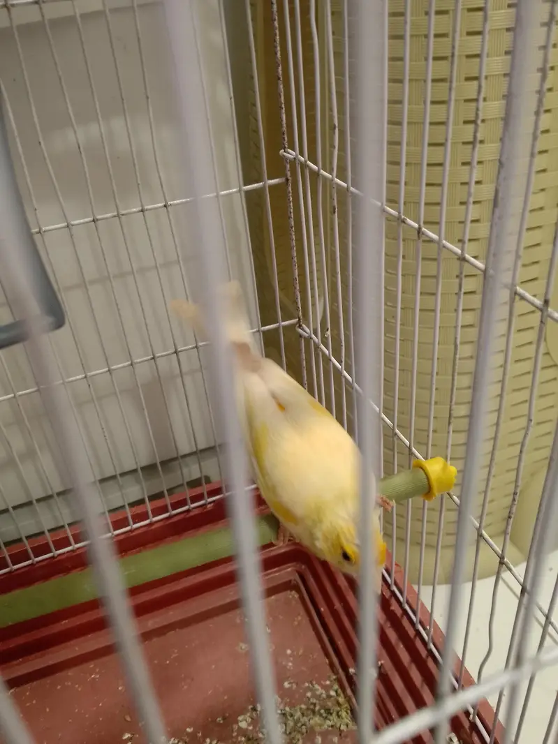 canary bird — photo 5