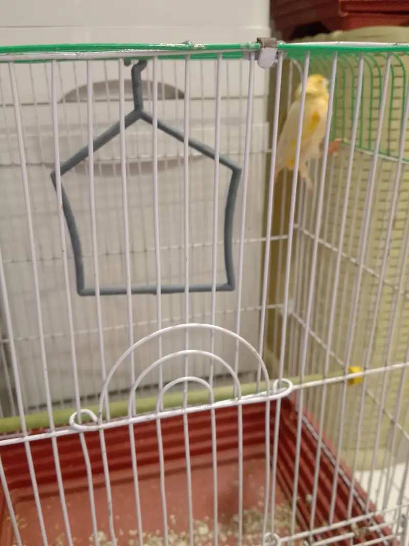 canary bird — photo 6