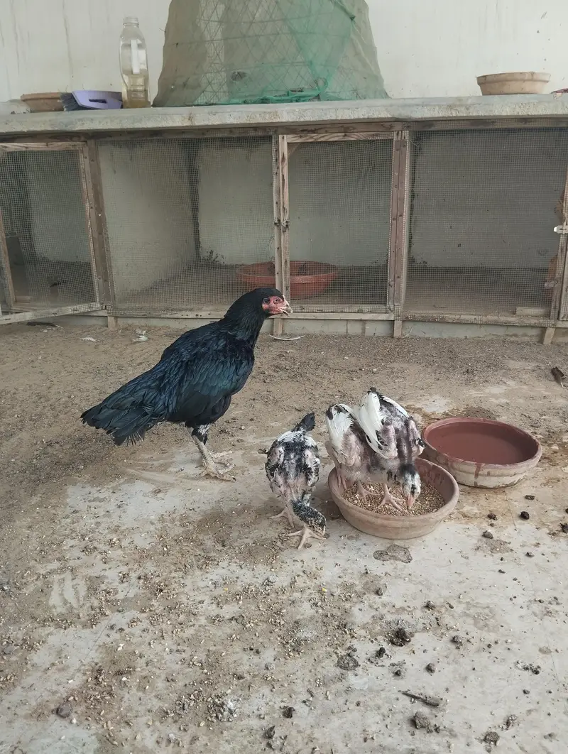 ASEEL MUSHKI MAADI bacho ke sath — photo 4