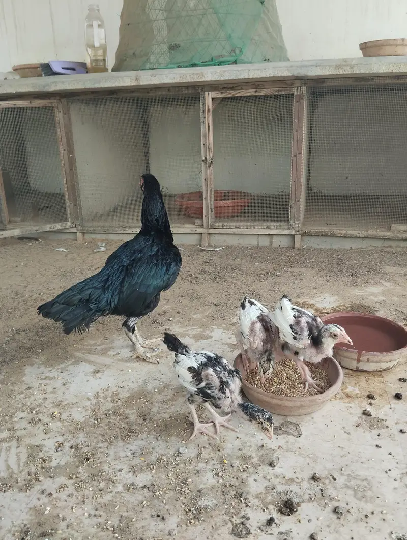 ASEEL MUSHKI MAADI bacho ke sath — photo 5