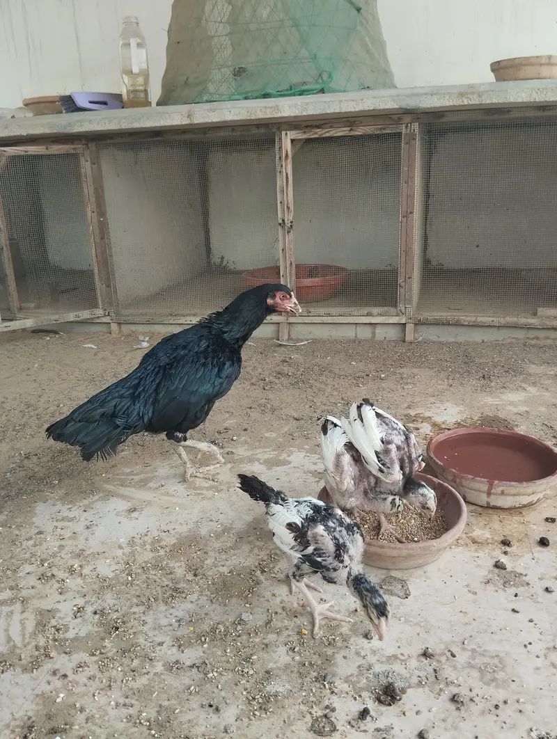 ASEEL MUSHKI MAADI bacho ke sath — photo 6