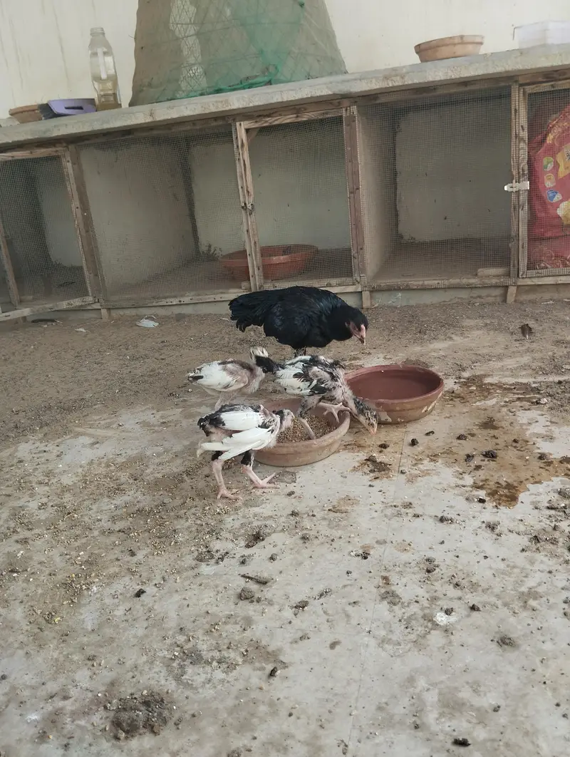 ASEEL MUSHKI MAADI bacho ke sath — photo 7