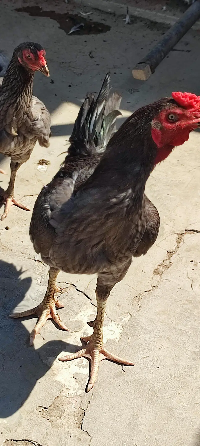 Adult Murgha — photo 3