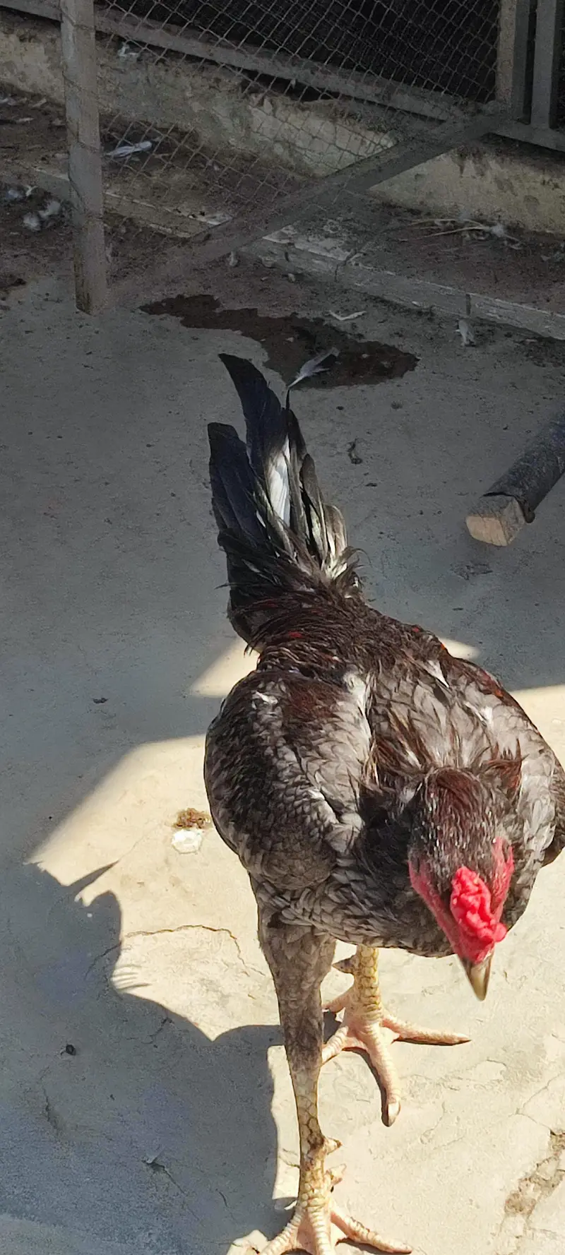 Adult Murgha — photo 6
