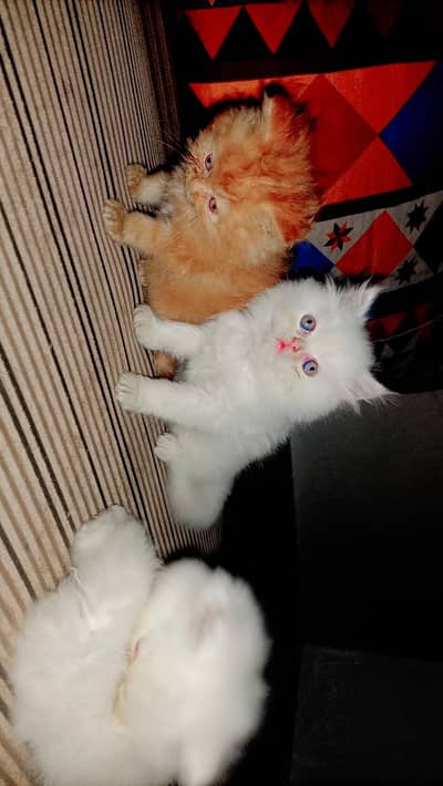 URGENT SALE KITTEN
