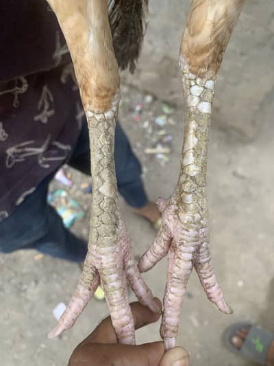 Aseel old Pakistani murgi