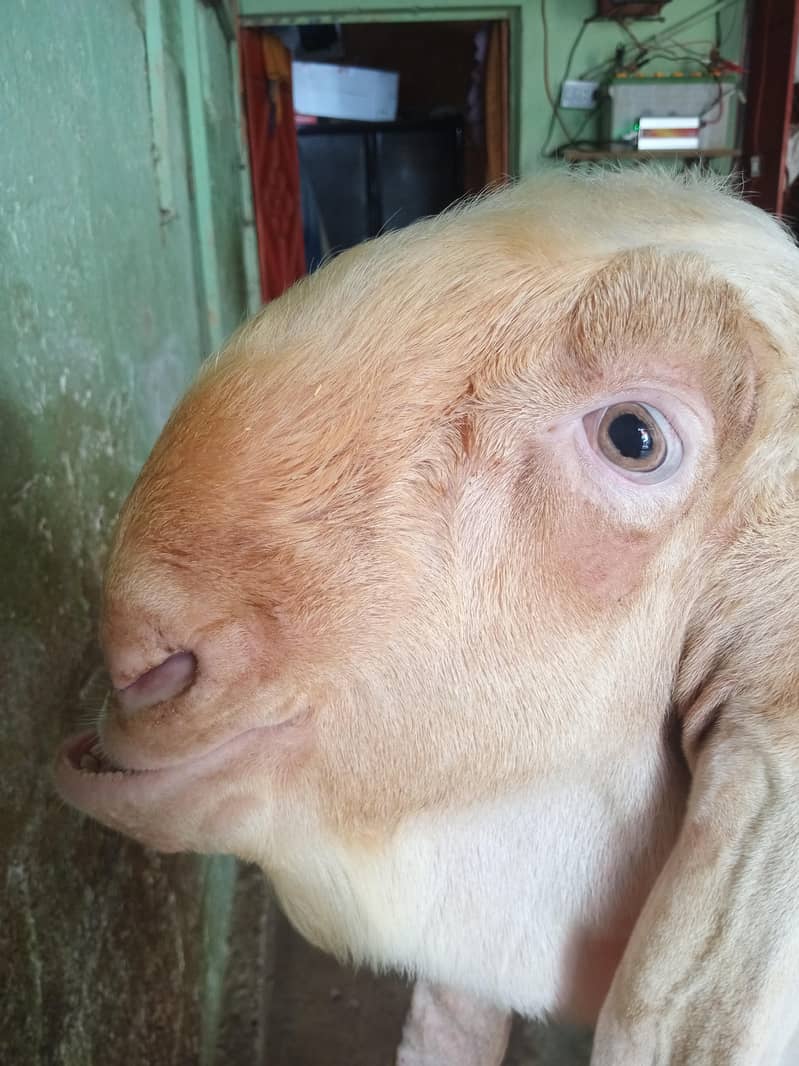 Gulabi Bakra 0