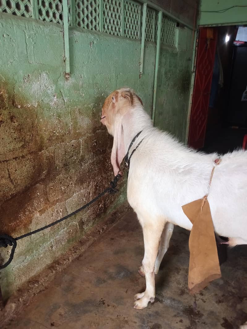 Gulabi Bakra 1