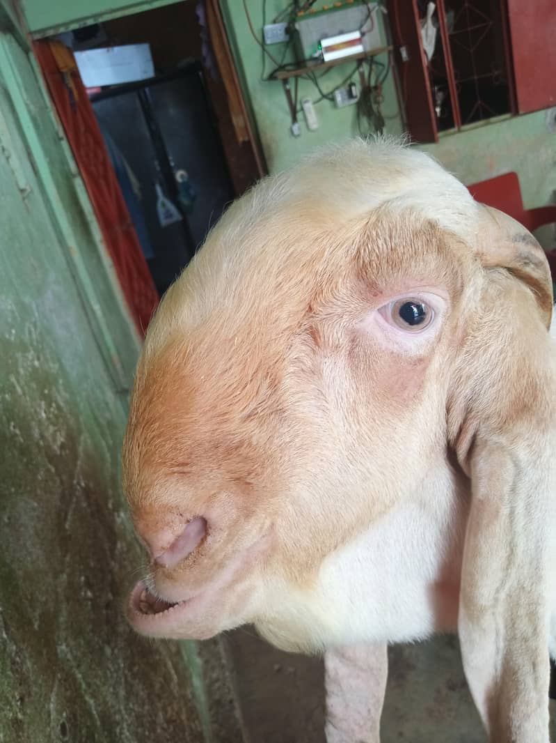 Gulabi Bakra 2
