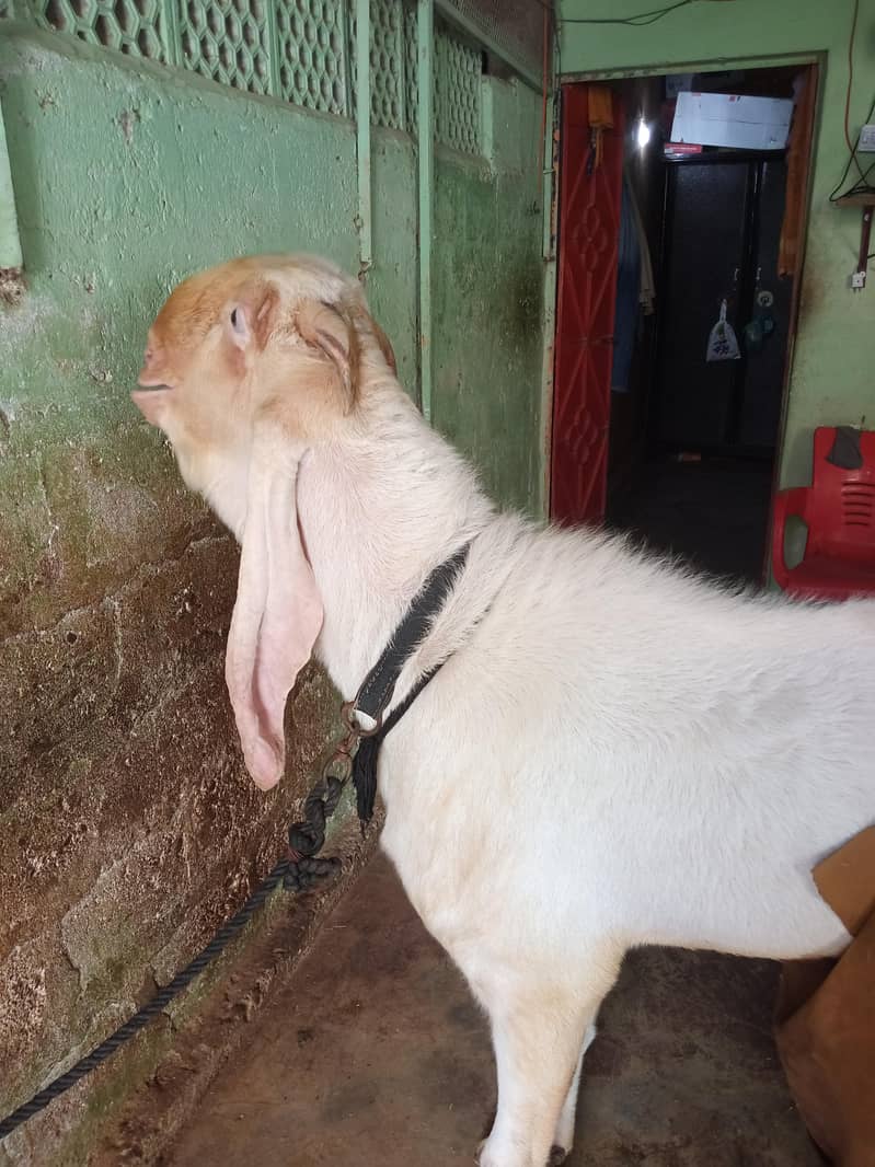 Gulabi Bakra 4
