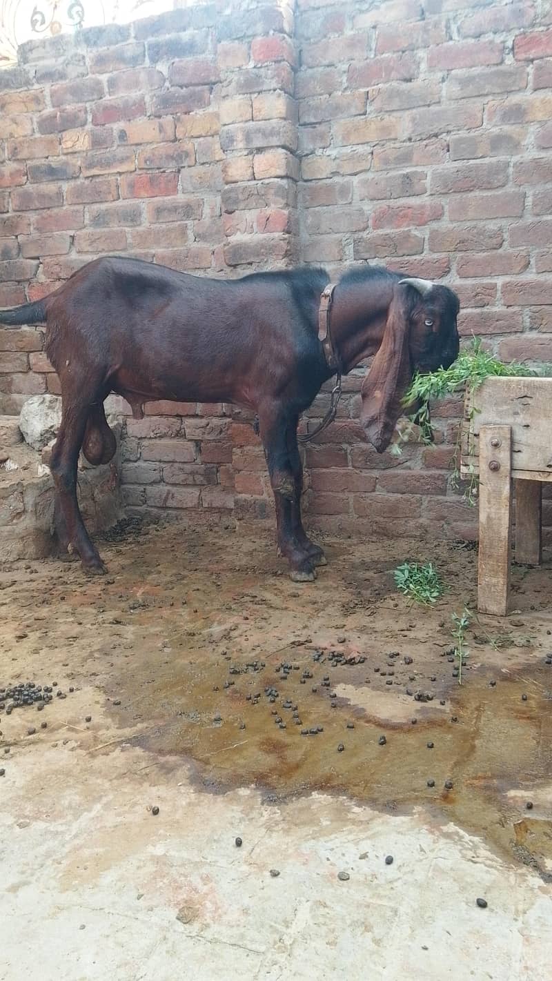 Nagra Bakra 0