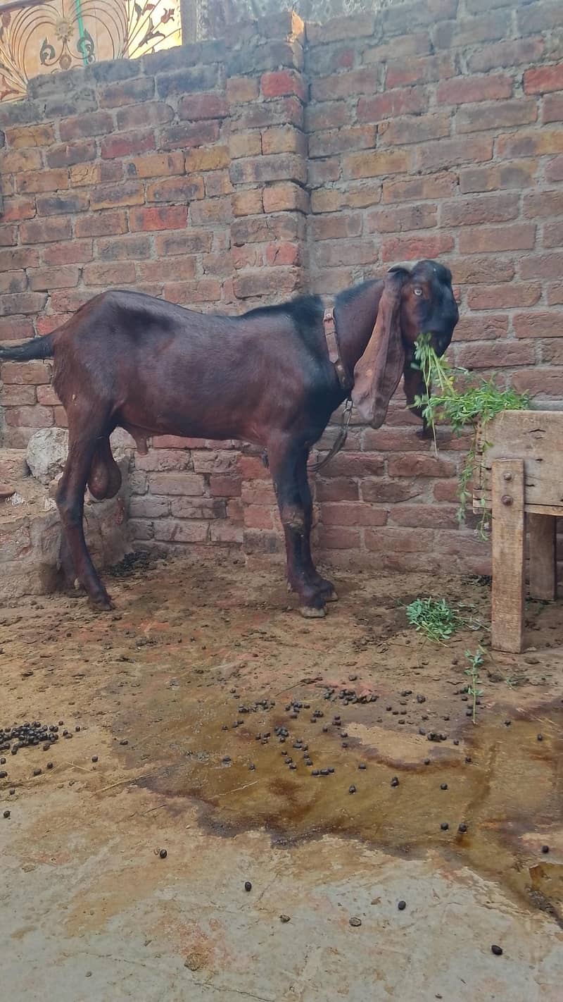 Nagra Bakra 1