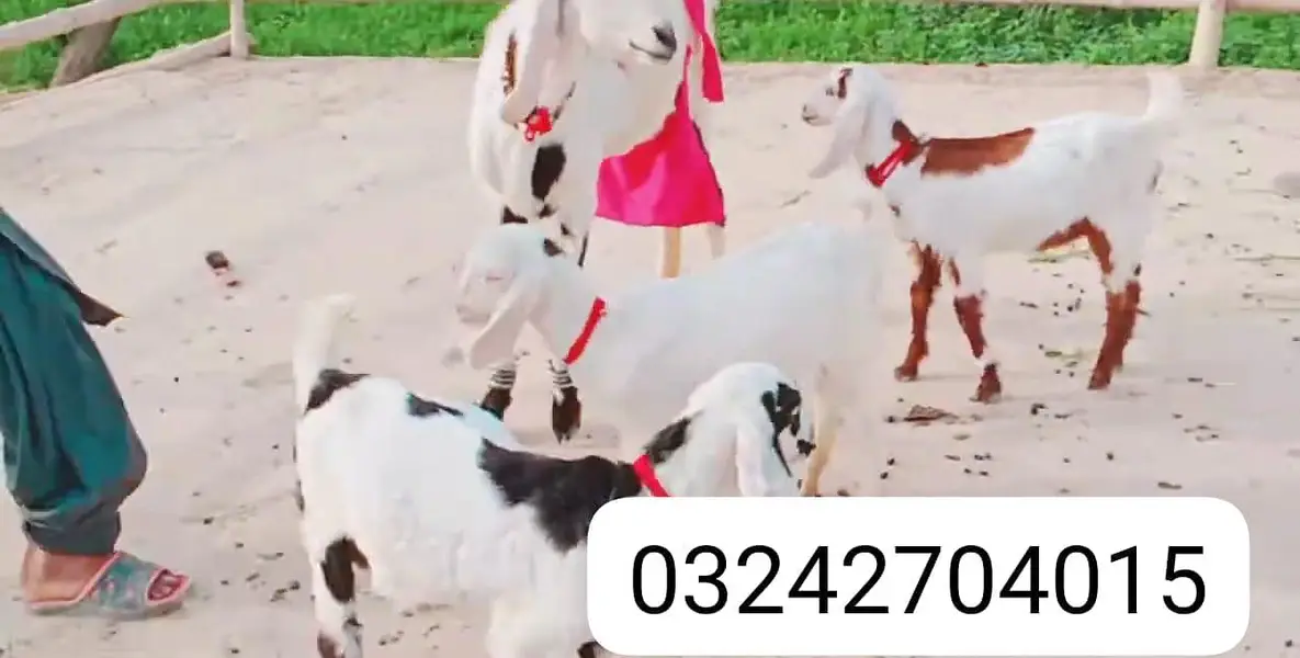 3 Bacchon Ka Sath Desi Bakri For Sale call _O32427O40I5