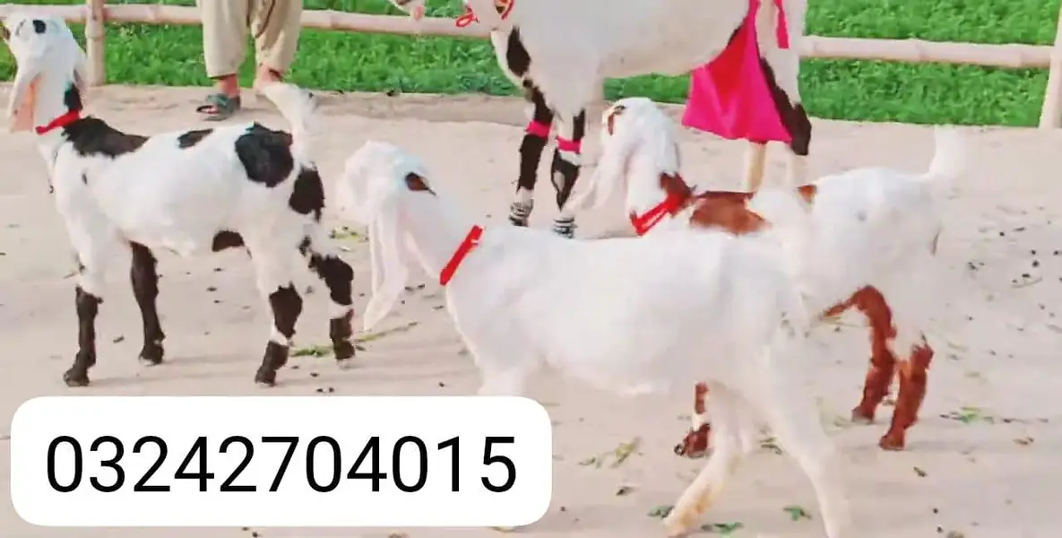3 Bacchon Ka Sath Desi Bakri For Sale call _O32427O40I5 — photo 3